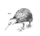 Kiwi
