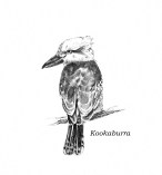 Kookaburra