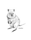 Quokka