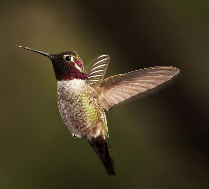 Anna's Hummingbird