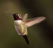 Anna's Hummingbird